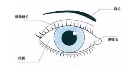 1515981216334081.jpg 倒睫治疗.jpg